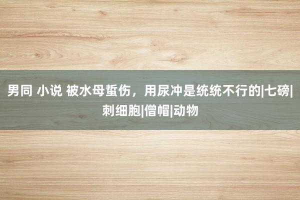男同 小说 被水母蜇伤，用尿冲是统统不行的|七磅|刺细胞|僧帽|动物
